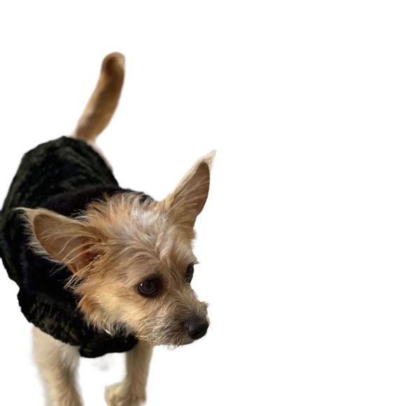 Fancy Custom Made Dog Coat- Small - Picture 2 of 12